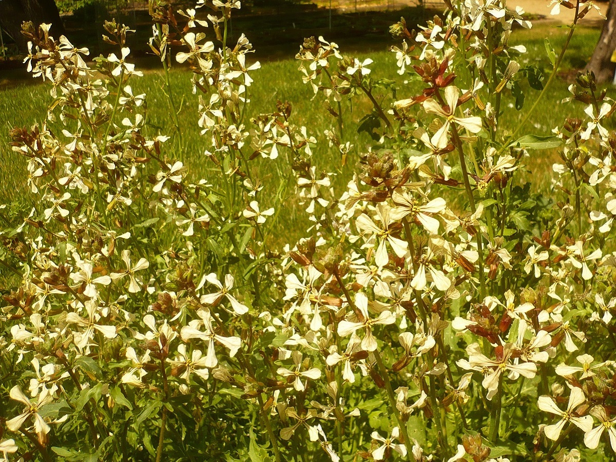 Eruca vesicaria (Brassicaceae)